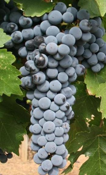 Cabernet Sauvignon Trauben