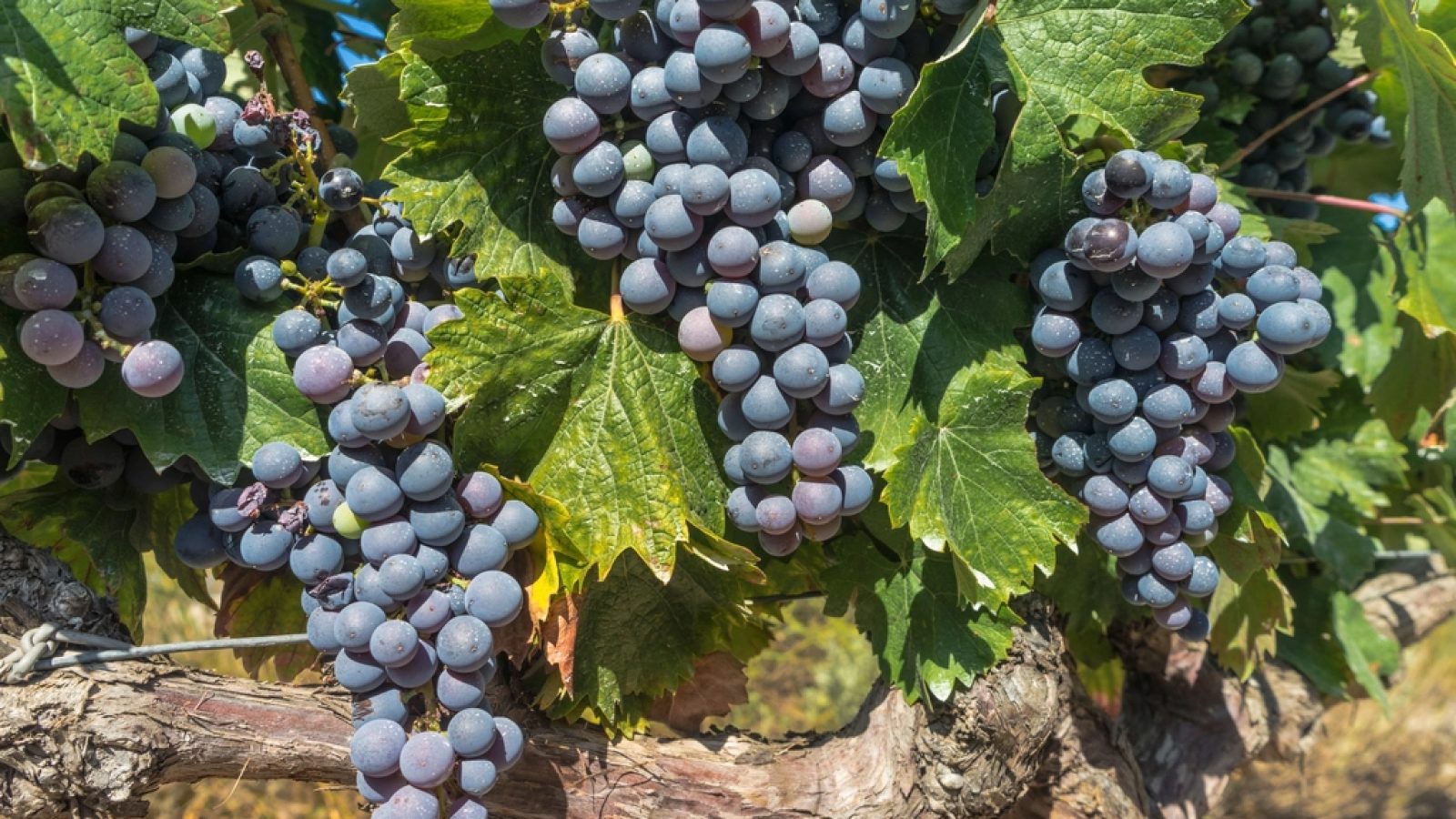 Amarone, Ripasso, Appassimento: Was getrocknete Trauben im Wein wirklich verändern