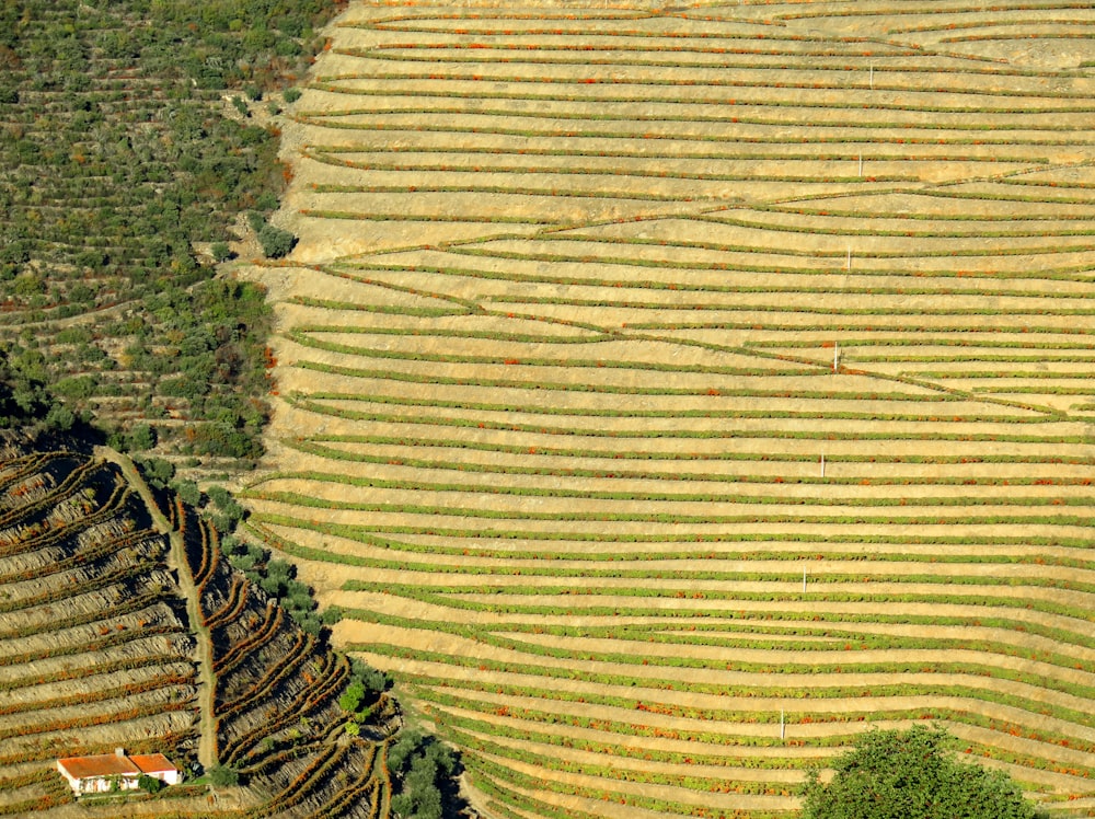 Terrassierte Weinberge im Douro-Tal Portugal